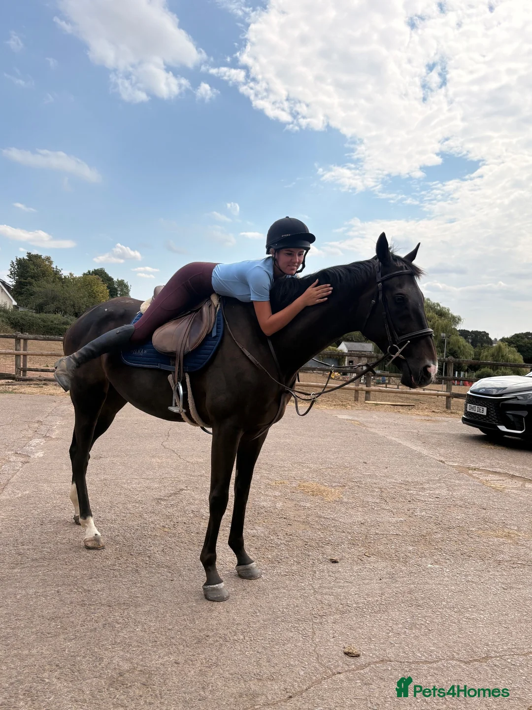 Irish Thoroughbred horses for sale: Tall, dark and handsome ‘Gavin’ in Newport - Advert 8