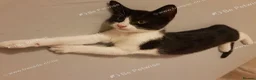Mixed Breed cats for sale: Sweet male kitten looking for a loving home. - Advert 14