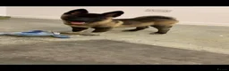 Akita dogs for sale: American Akita pup - Advert 6