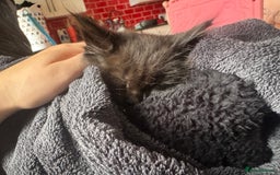 Maine Coon cats for sale: 2 Mainecoon pedigree kitten - Image 26