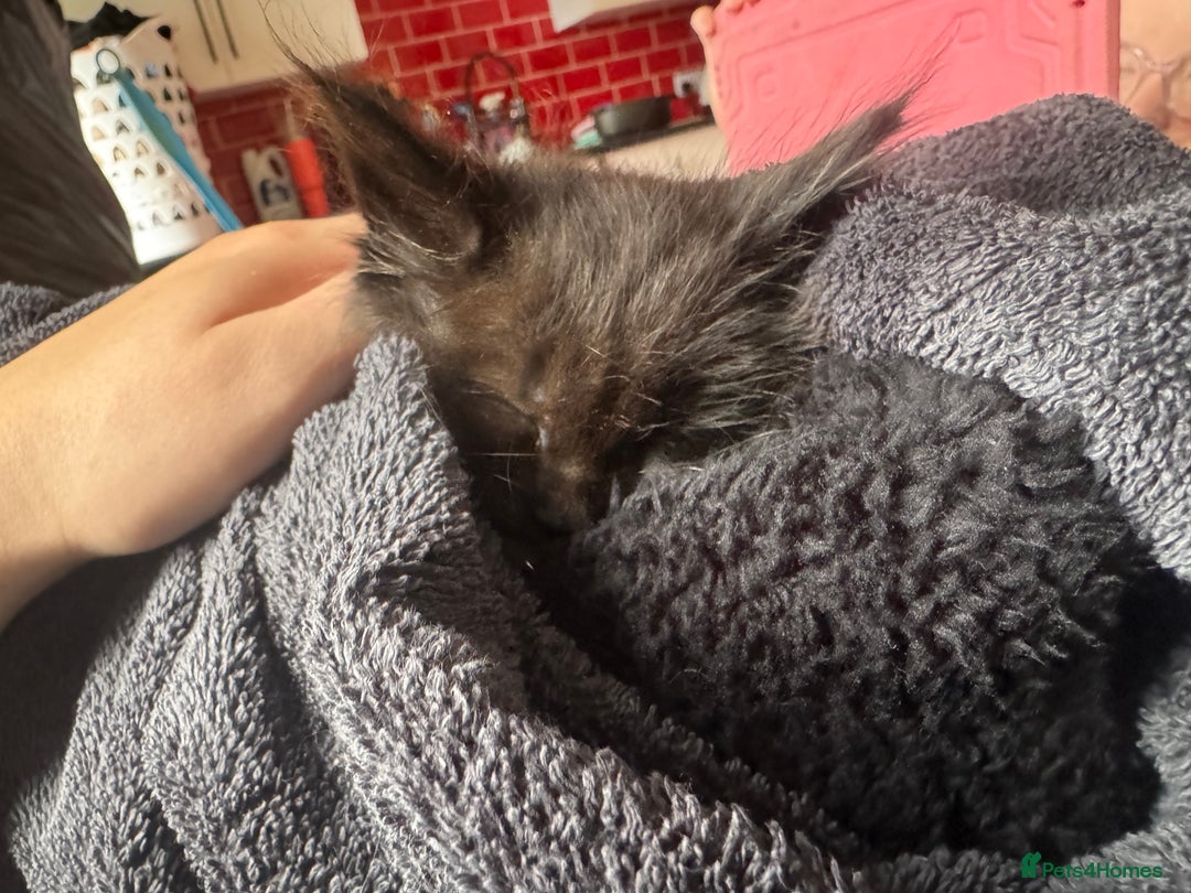 Maine Coon cats for sale: 2 Mainecoon pedigree kitten - Image 26