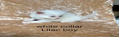 Ragdoll 1