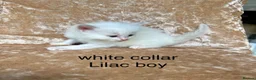 Ragdoll cats for sale: Beautiful ragdoll kittens  - Advert 2