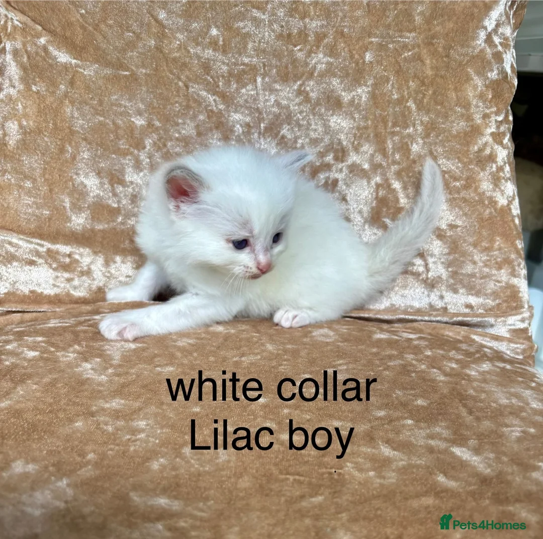 Ragdoll cats for sale: Beautiful ragdoll kittens  - Advert 2