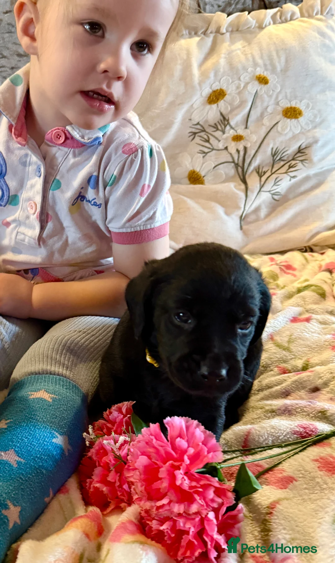 Labrador Retriever dogs for sale: KC Labrador puppies  - Advert 8