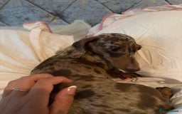 Miniature Dachshund dogs for sale: Miniature dachshunds  - Image 4