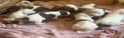 American Bulldog dogs for sale: AMERICAN BULLDOG PUPIES - Advert 10