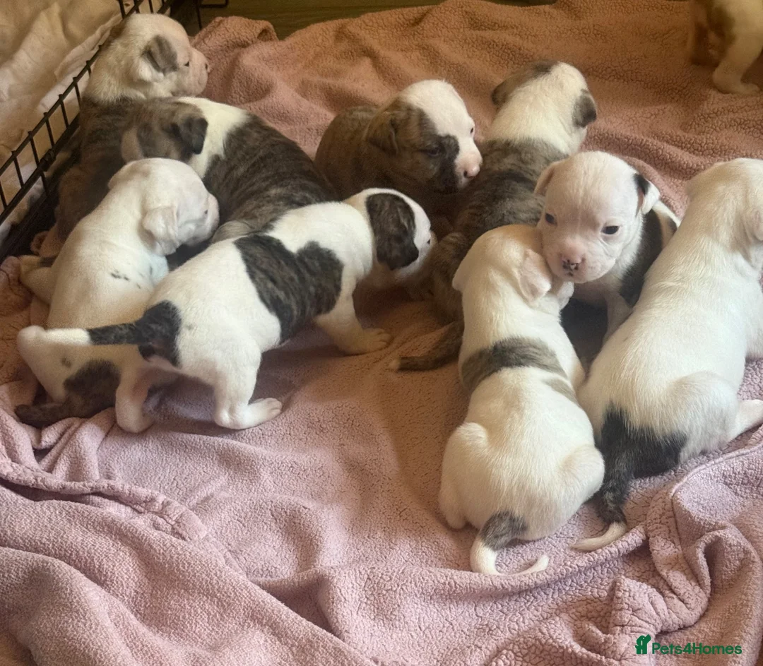 American Bulldog dogs for sale: AMERICAN BULLDOG PUPIES - Advert 10