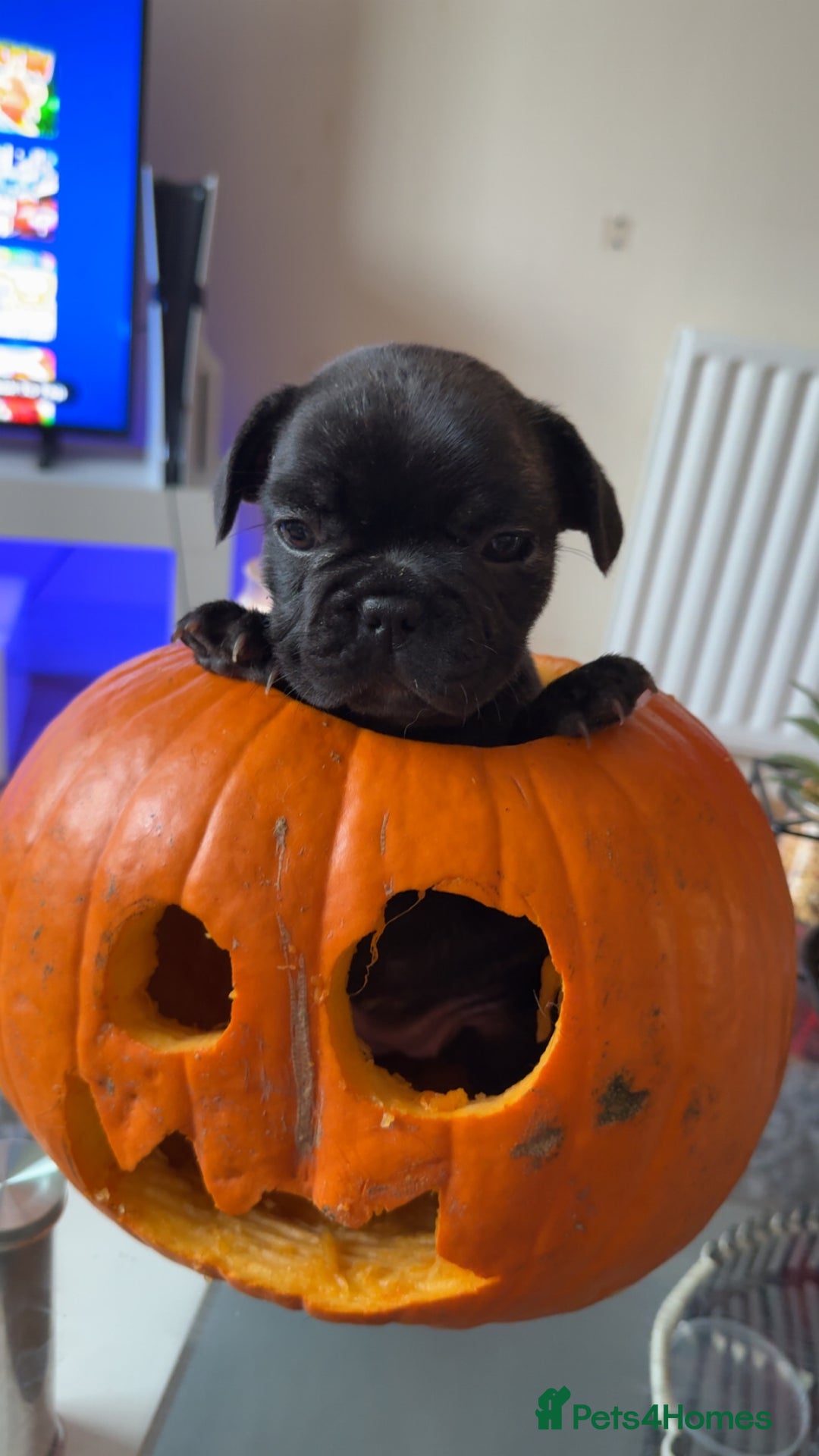 French Bulldog dogs for sale: French bulldog puppy’s  - Image 13