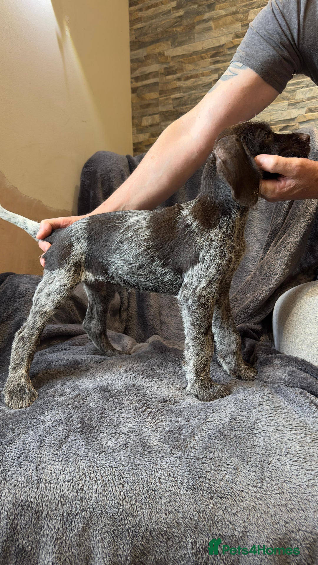 German Wirehaired Pointer dogs for sale: GWP Pups for sale field bloodlines land waterfowl  in Preston - Image 12