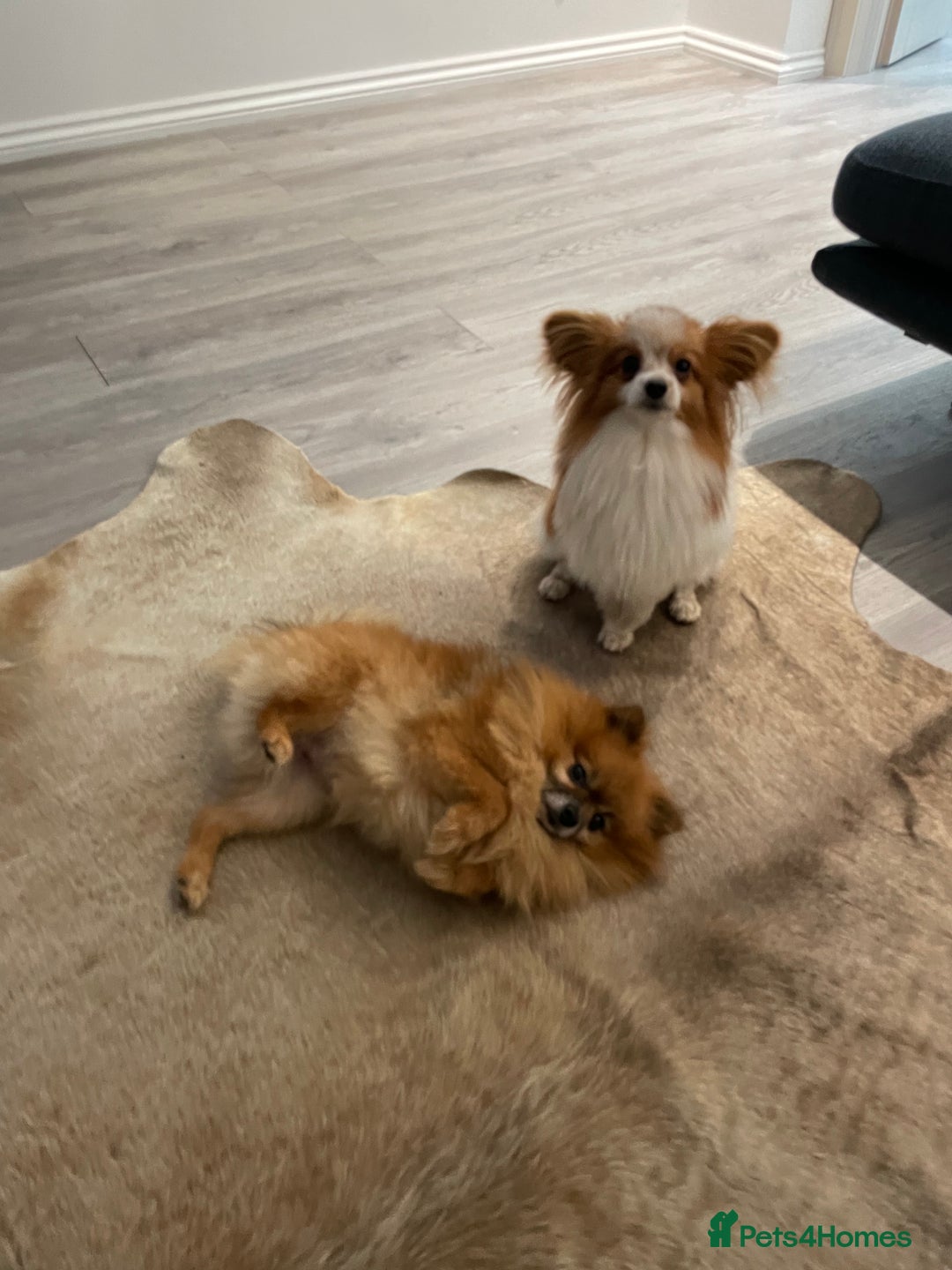 Pomeranian dogs for stud: Pomeranian and papillon boys ready for stud  in Camberley - Image 4
