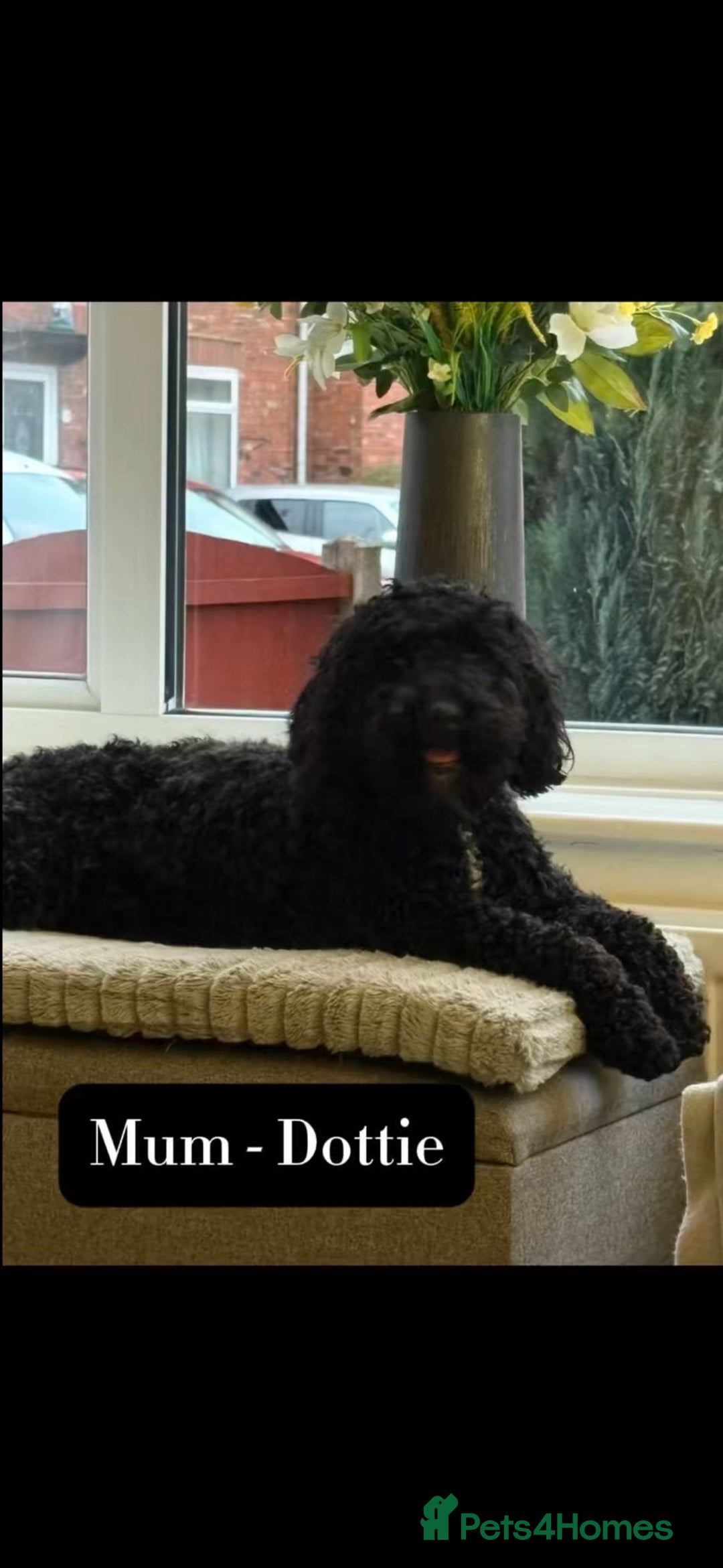 Mixed Breed dogs for sale: Tibetan Terrier x cockerpoo  - Image 11