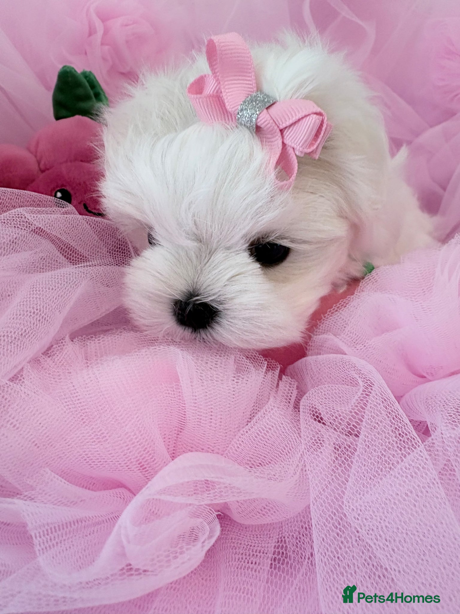 Maltese dogs 💗Gorgeous Korean baby girl 💗 - Advert 2