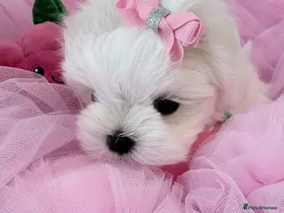 Maltese dogs 💗Gorgeous Korean baby girl 💗 - Advert 2