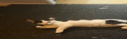 Mixed Breed cats for sale: A newcomer is looking for a home - Advert 2