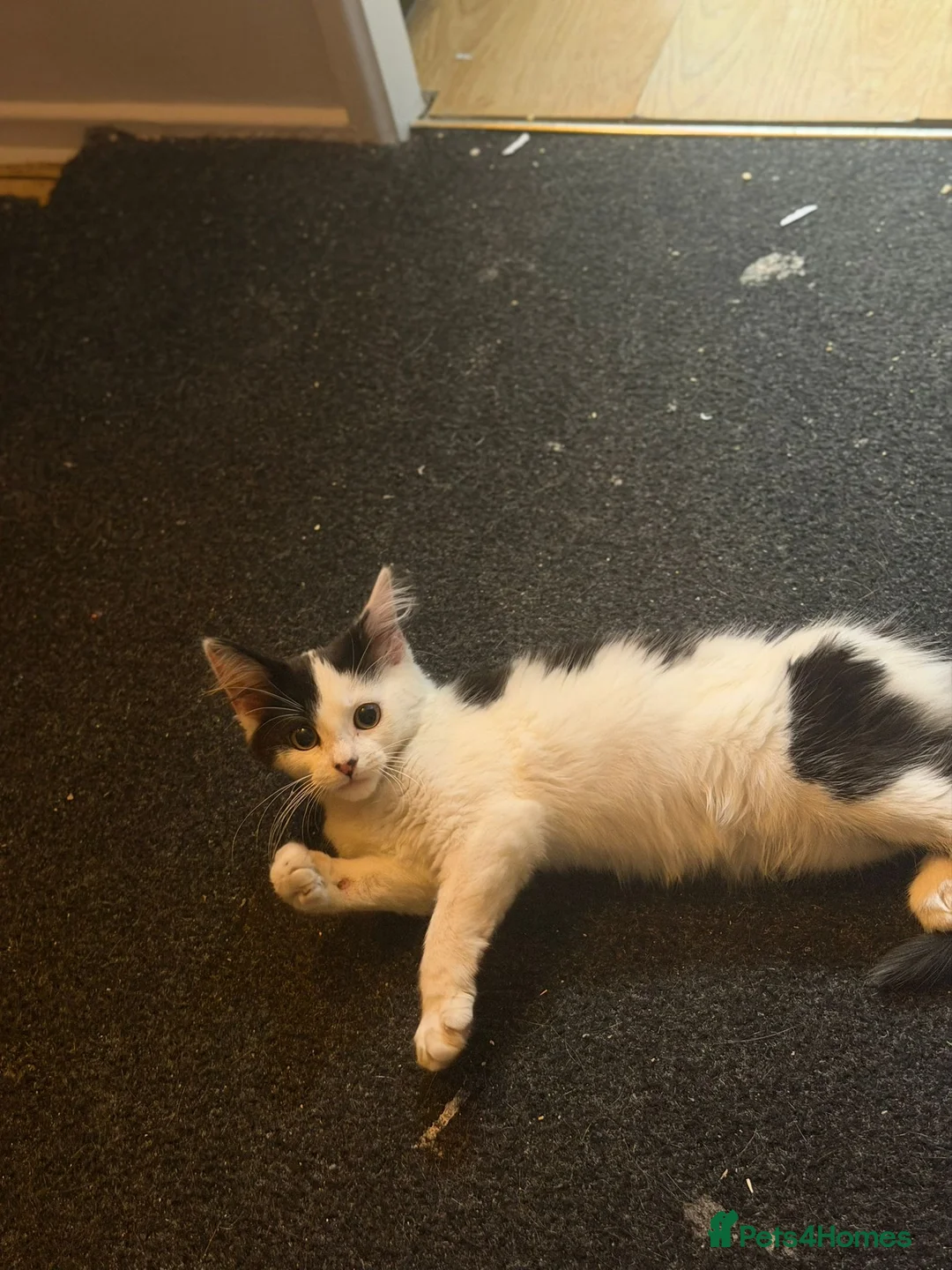 Mixed Breed cats for sale: A newcomer is looking for a home - Advert 2
