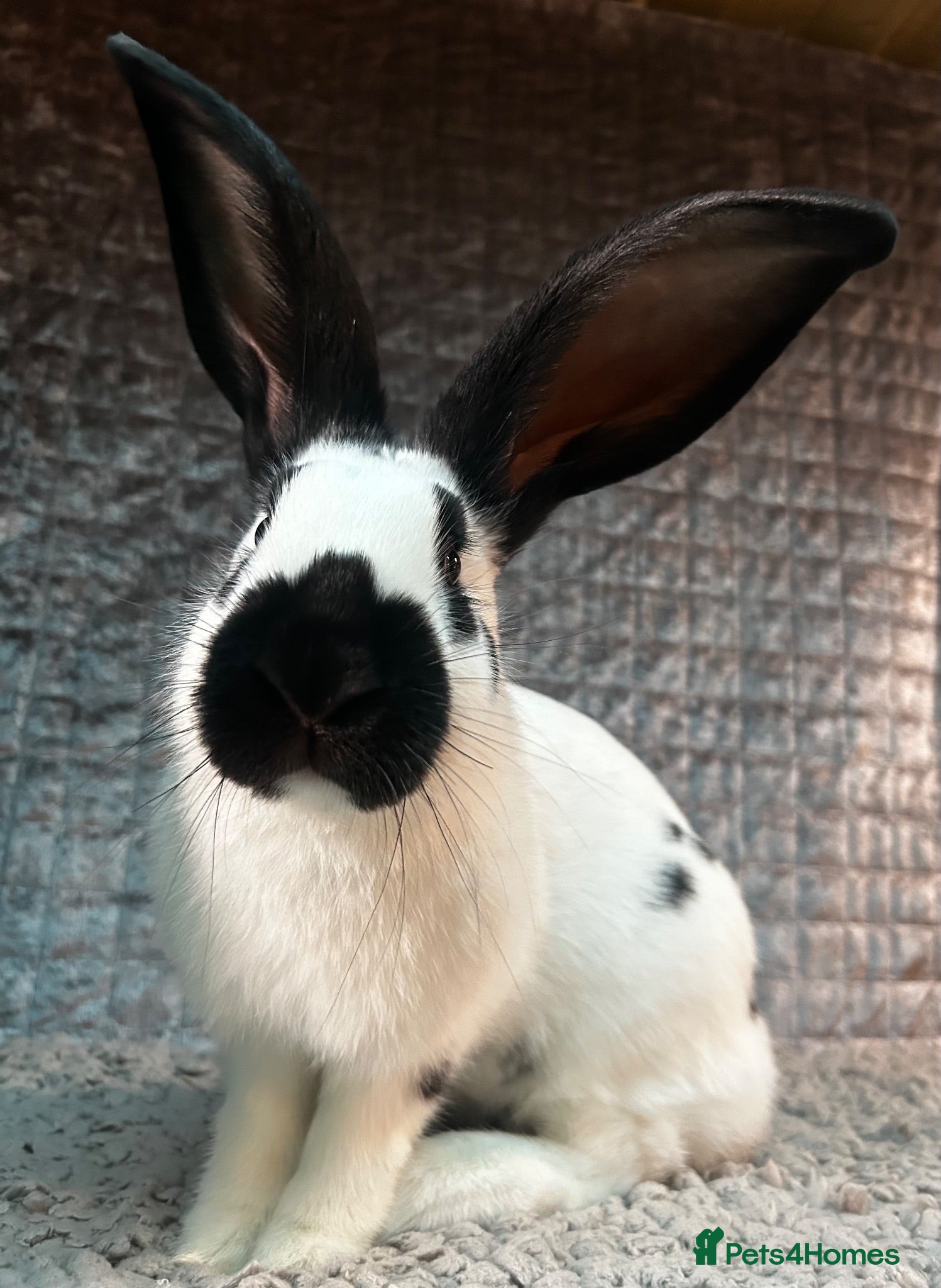 Continental Giant rabbits Gorgeous  Giant Papillon Babies - Advert 16