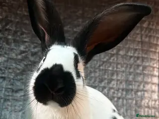 Continental Giant rabbits Gorgeous Giant Papillon Babies - Advert 16