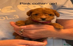 Toy Poodle dogs for sale: Toy poodle puppies  - Image 2