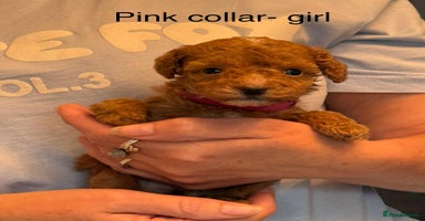 Toy Poodle dogs - Advert 9
