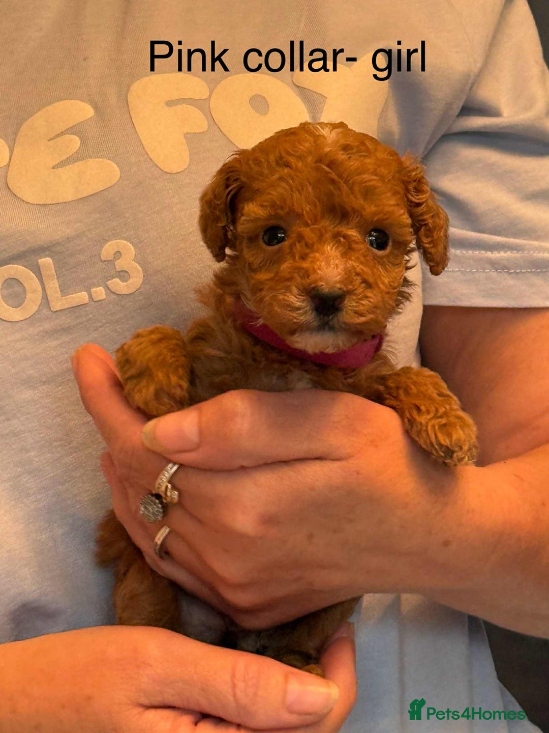 Toy Poodle dogs for sale: Toy poodle puppies  - Image 2