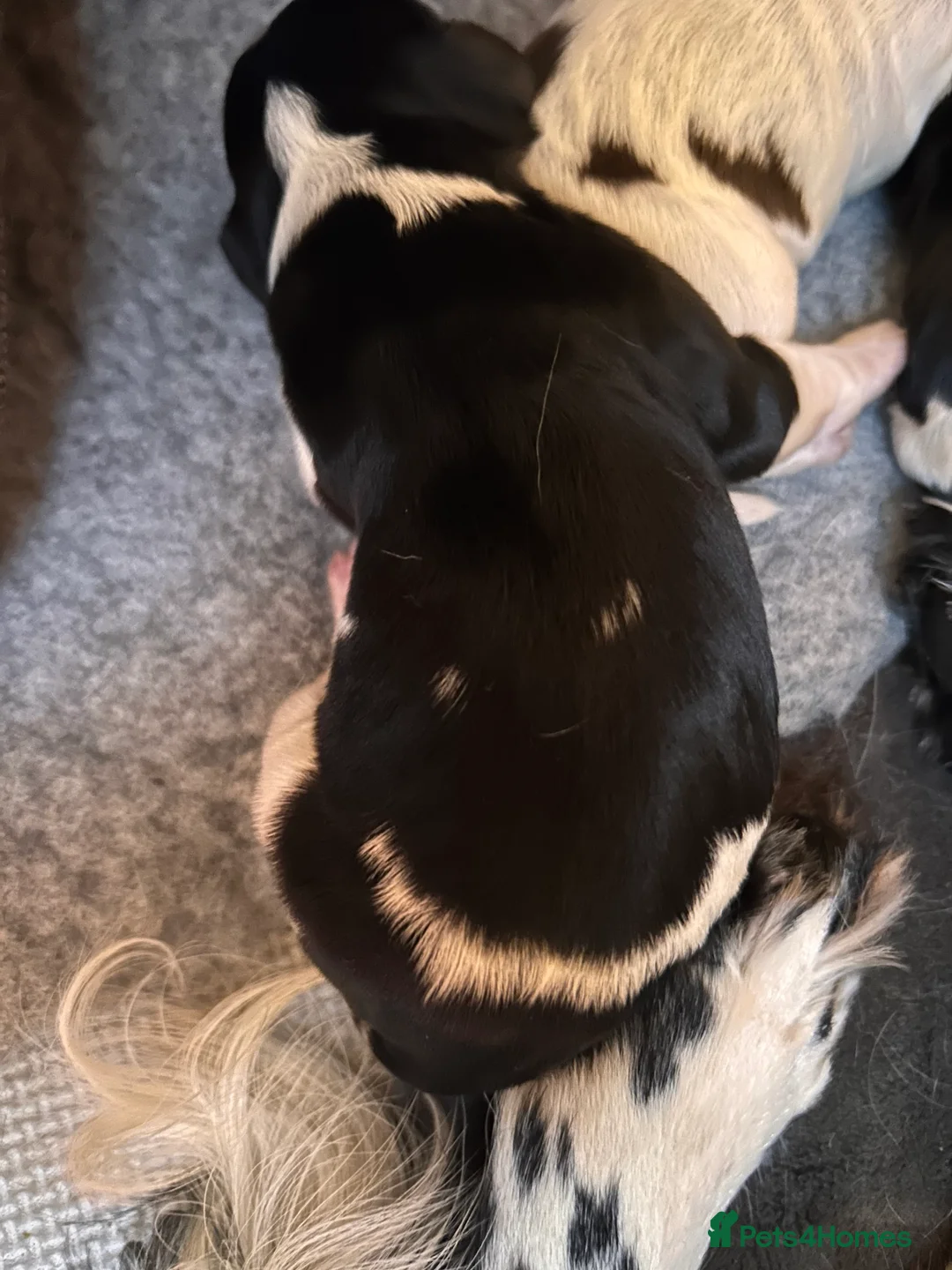 Cocker Spaniel dogs for sale: Cocker Spaniel Puppies * One Girl Remaining * - Advert 8