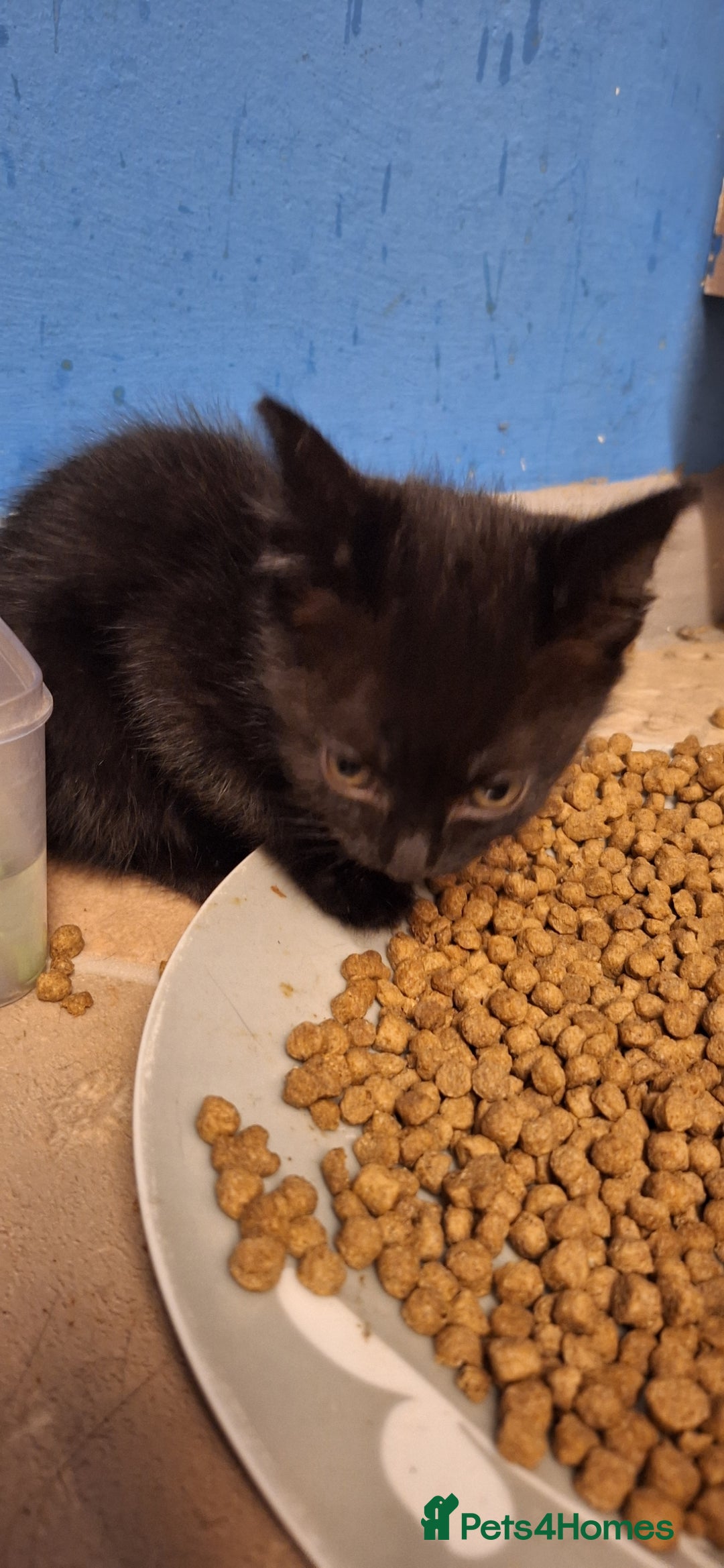 Mixed Breed cats for sale: 🐾 5 Gorgeous Kittens Ready for New Homes 🐾 - Image 15