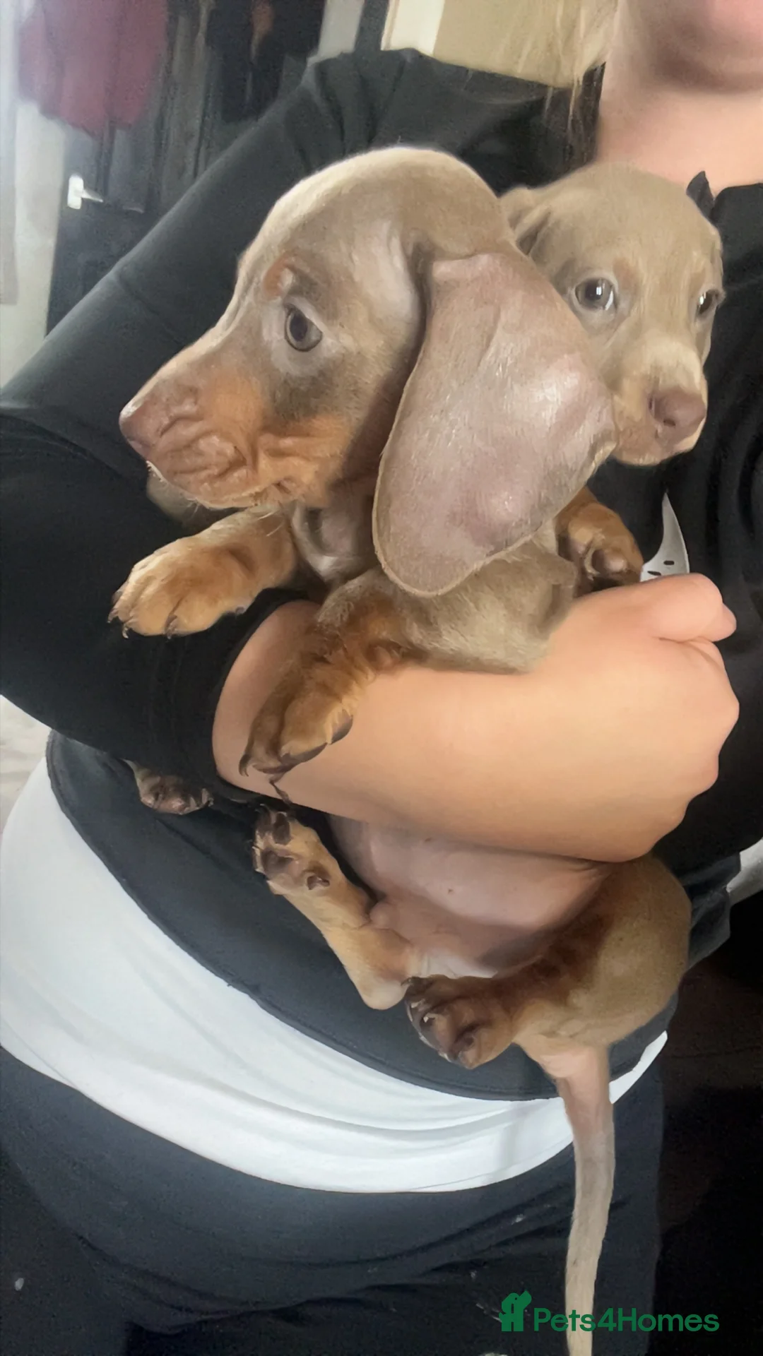 Dachshund dogs for sale: Male Daschund  - Advert 1