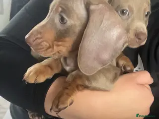 Dachshund dogs Male Daschund - Advert 5