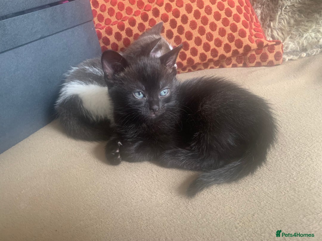 Mixed Breed cats for sale: Part Persian  - Image 11