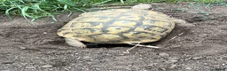 Tortoise reptiles for sale: Uk Bred Hermann tortoises - Advert 5