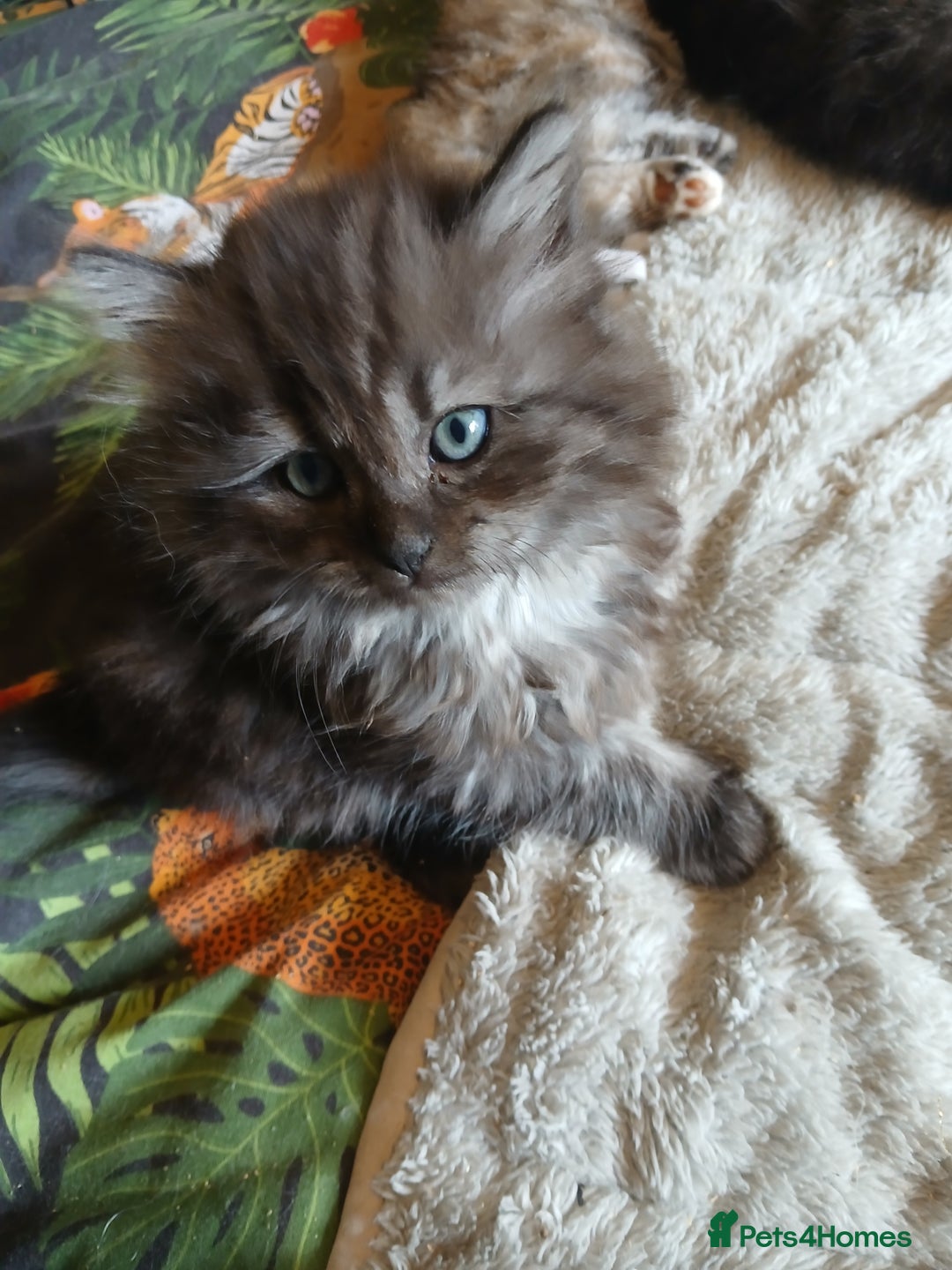 Mixed Breed cats for sale: British long hair cross Ragdoll  - Image 12