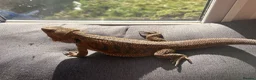 Bearded Dragon reptiles for sale: Bearded dragon male - Advert 2