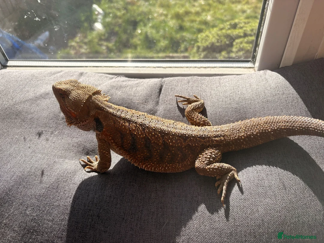 Bearded Dragon reptiles for sale: Bearded dragon male - Advert 2