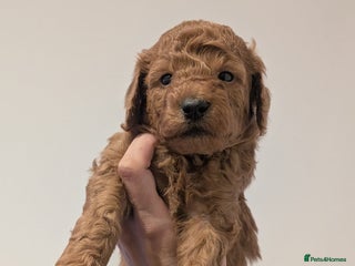 Goldendoodle dogs Miniature goldendoodle puppies - Advert 16