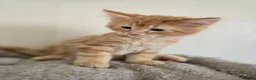 Maine Coon cats for sale: Beautiful Maine coon x - Advert 10
