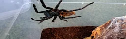 Tarantulas invertebrates for sale: Spiderlings and Juvs for sale - Advert 4