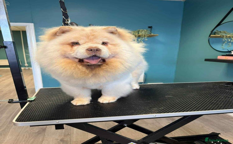 Chow Chow dogs Merle Chow Chow puppies  - Advert 6