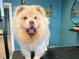 Chow Chow dogs for sale: Merle Chow Chow puppies - Advert 1