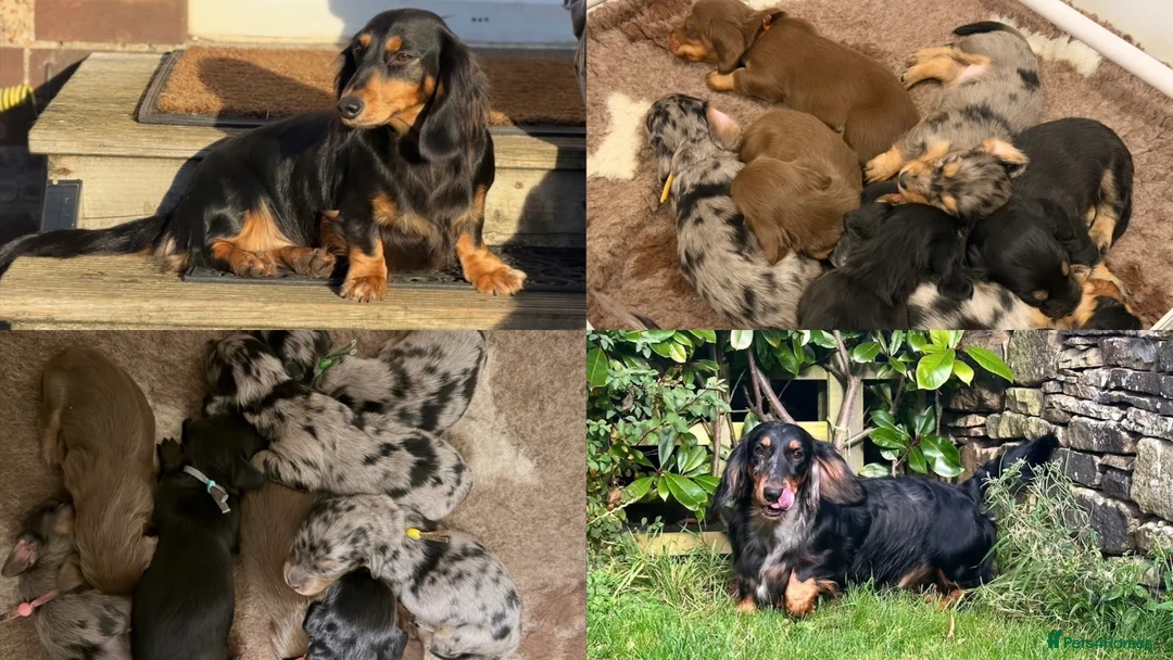 Dachshund dogs for sale: KC Standard Long Haired Dachshund Puppies - Advert 1