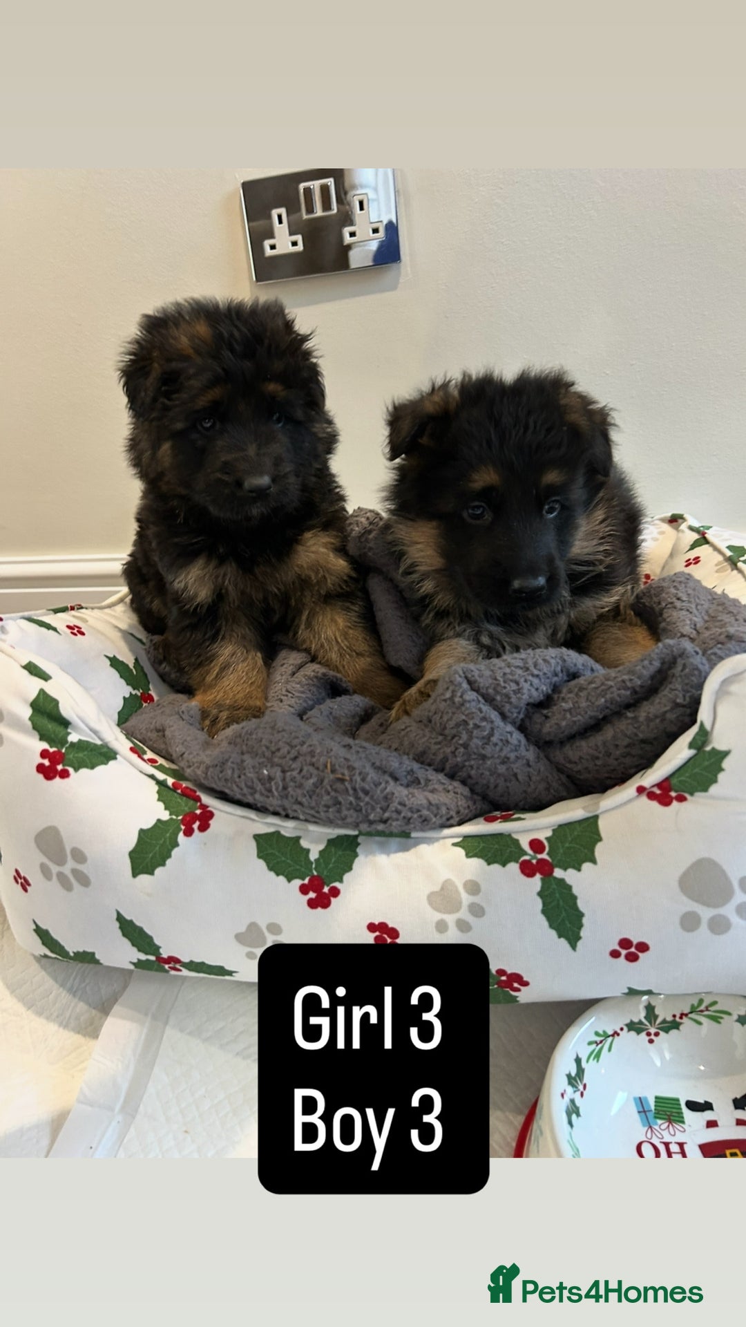 German Shepherd dogs for sale: Premium Pedigree GSD Puppies – Champion Bloodlines - Advert 12