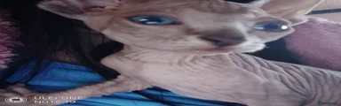 Sphynx Kitten 3