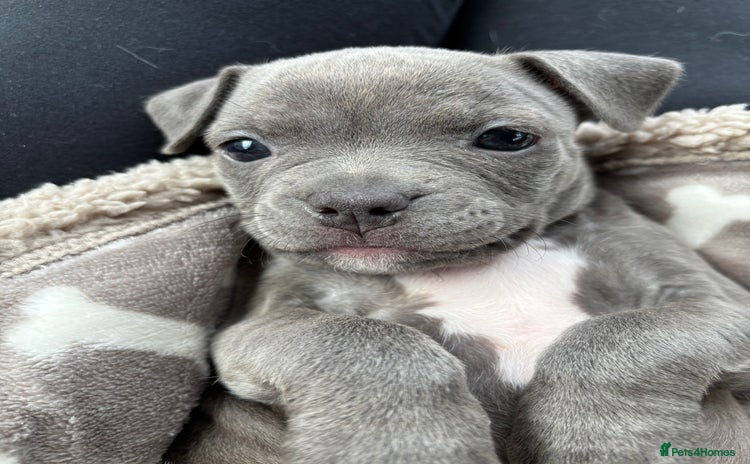Mixed Breed dogs - Advert 1