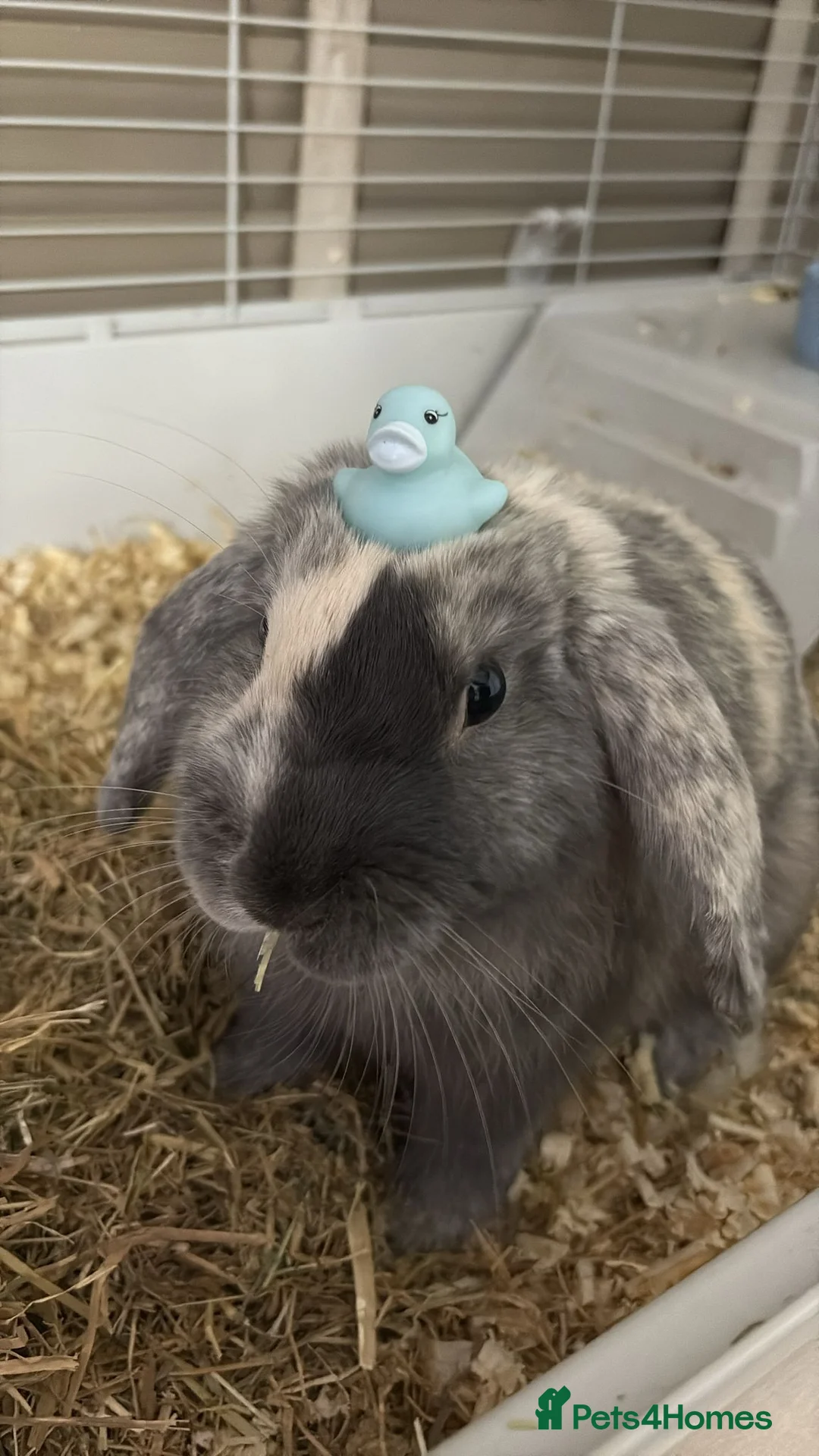 Cashmere Lop rabbits for sale: Beautiful lop eared bunny HOUSE RABBIT - Advert 2