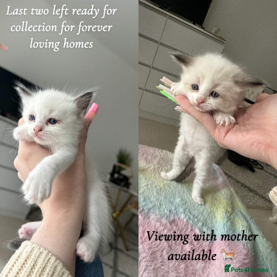 Ragdoll cats for sale: 2 Female Barbie Ragdolls🎀 in Ilford - Image 2