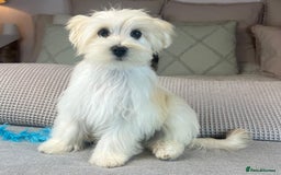 Maltese dogs for sale: Perfect, sweet, petite and handsome young man  - Image 9
