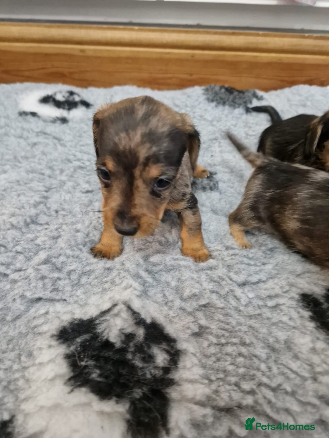 Dachshund dogs for sale: Wirehaired daschund chocolate dappled  - Advert 9