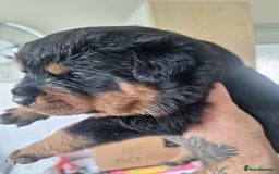 Rottweiler dogs for sale: Kc rottweiler puppies  - Image 8