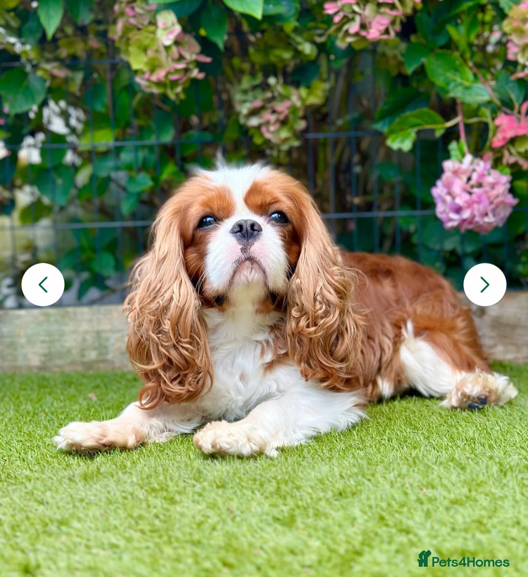 Cavalier King Charles Spaniel dogs for sale: Beautiful KC registered Blenheim Boy - Advert 3