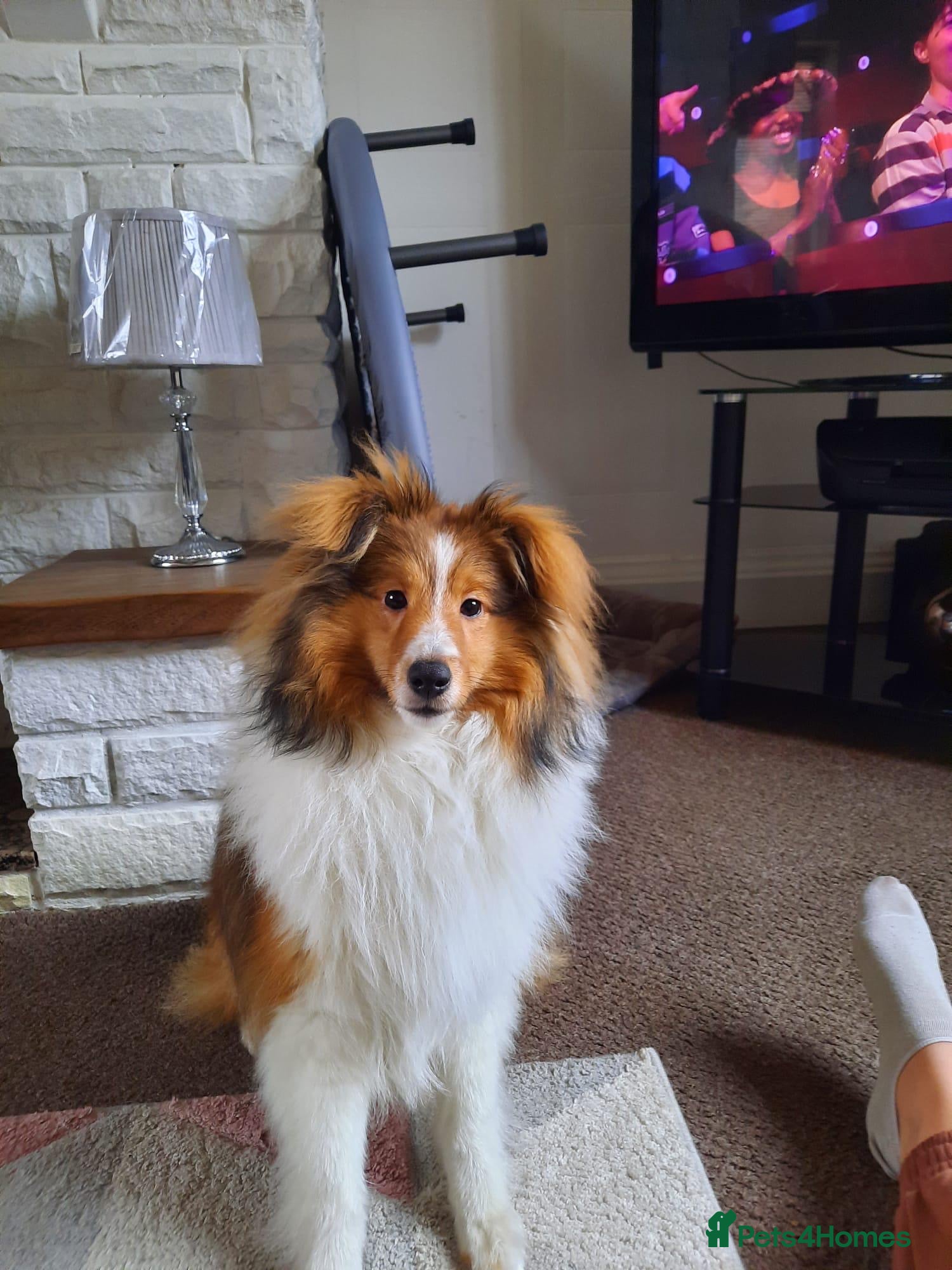 Shetland Sheepdog dogs KC REGISTERED LITTER OF SHETLAND SHEEPDOG PUPPIES  - Advert 1